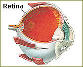 Retinal Treatment, Retinal Treatment India, Retinal Treatment Cost India