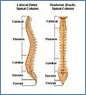 Spine Treatment in India