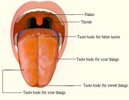  Taste Smell Disorders Surgery Delhi India, Taste Smell Disorders Surgery Bangalore India