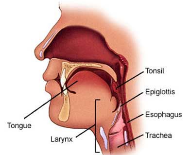 Throat Surgery India,Throat Surgery Cost India, Throat Surgery Treatment Mumbai India
