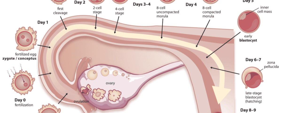 Endometrial Receptivity Array Test