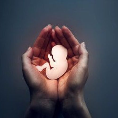 Embryos