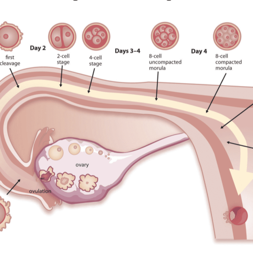 Endometrial Receptivity Array Test