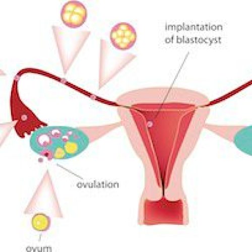 Ovulation in India: The Key to Conception