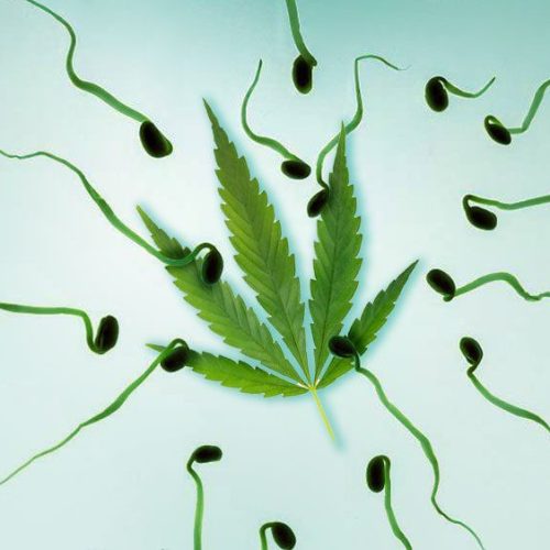 sperm cannabis and marijuanaed