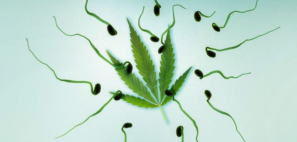 sperm cannabis and marijuanaed