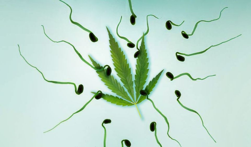 sperm cannabis and marijuanaed